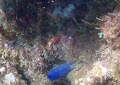 Rhopalaea