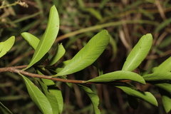 Alectryon diversifolius