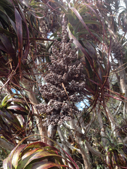 Dracophyllum traversii