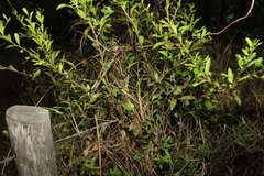 Alectryon diversifolius