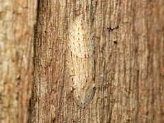 Ledromorpha