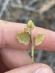 Hyptis collina