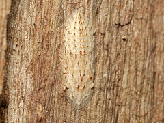Ledromorpha