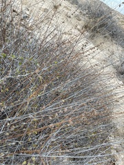 Hyptis collina