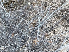 Porophyllum maritimum