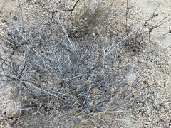Porophyllum maritimum