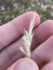 Rytidosperma racemosum