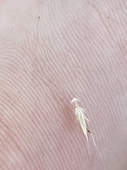Rytidosperma racemosum