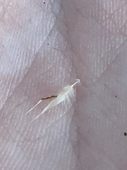 Rytidosperma racemosum