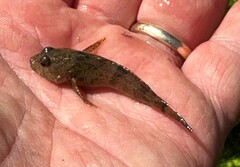 Cottus carolinae