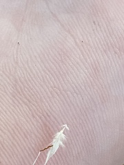 Rytidosperma racemosum