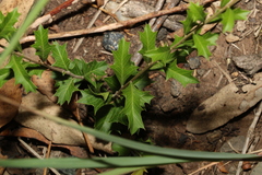 Alectryon diversifolius