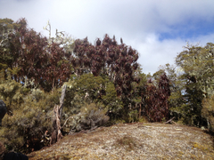 Dracophyllum traversii