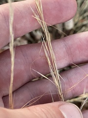 Austrostipa scabra