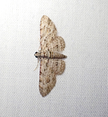 Sigilliclystis insigillata