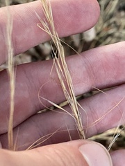 Austrostipa scabra