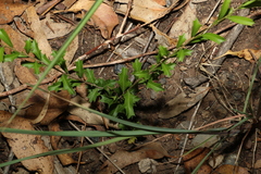 Alectryon diversifolius