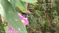 Xylocopa aestuans