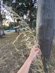 Austrostipa bigeniculata