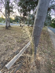 Austrostipa bigeniculata