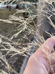 Austrostipa bigeniculata