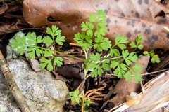 Chaerophyllum procumbens