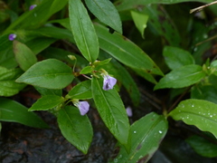 Impatiens minor