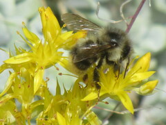 Bombus mixtus