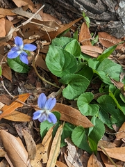 Viola floridana