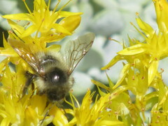Bombus mixtus