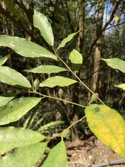 Ficus formosana