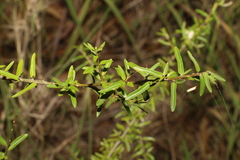 Pittosporum viscidum