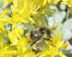 Bombus mixtus
