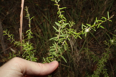 Pittosporum viscidum