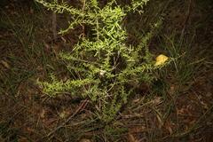Pittosporum viscidum