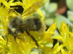 Bombus mixtus