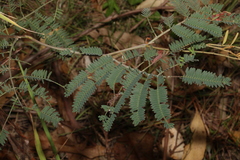 Acacia glaucocarpa