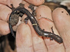 Plethodon richmondi