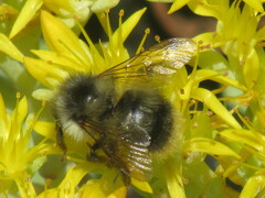 Bombus mixtus