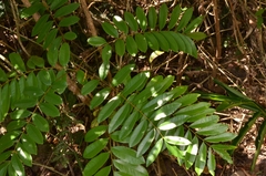 Eurycoma longifolia