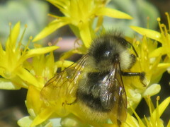 Bombus mixtus
