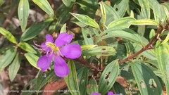 Melastoma malabathricum