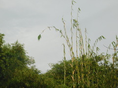 Gigantochloa apus