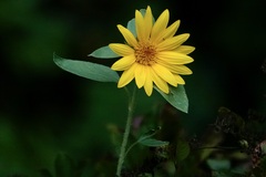 Helianthus hirsutus