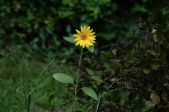 Helianthus hirsutus
