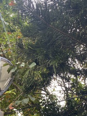 Araucaria