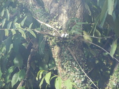 Dendrobium crumenatum