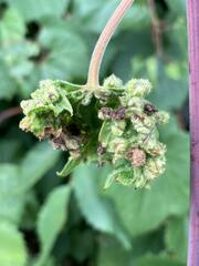 Daktulosphaira vitifoliae