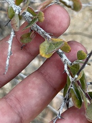 Castela peninsularis