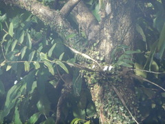 Dendrobium crumenatum